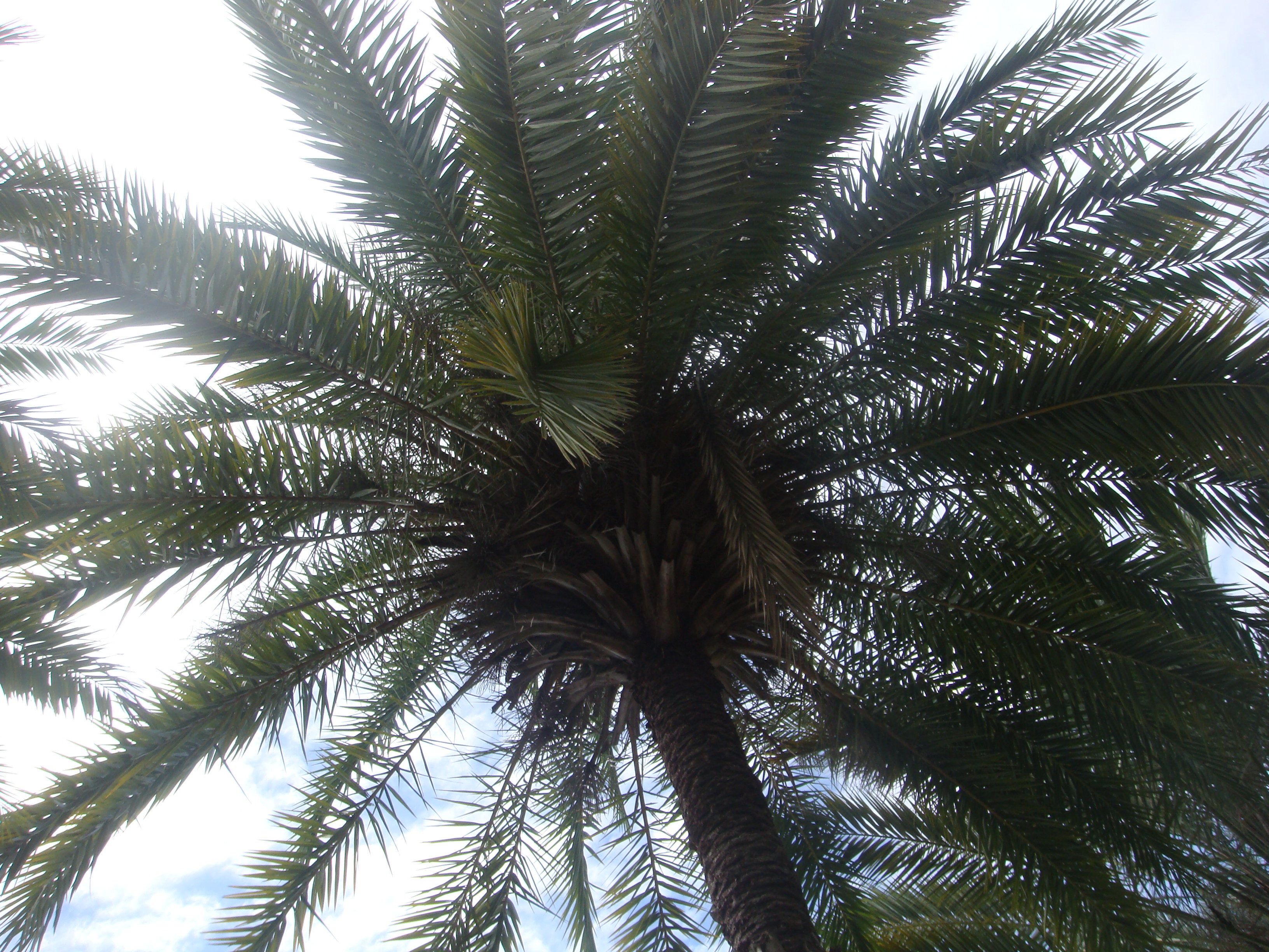 paysage palmiers
