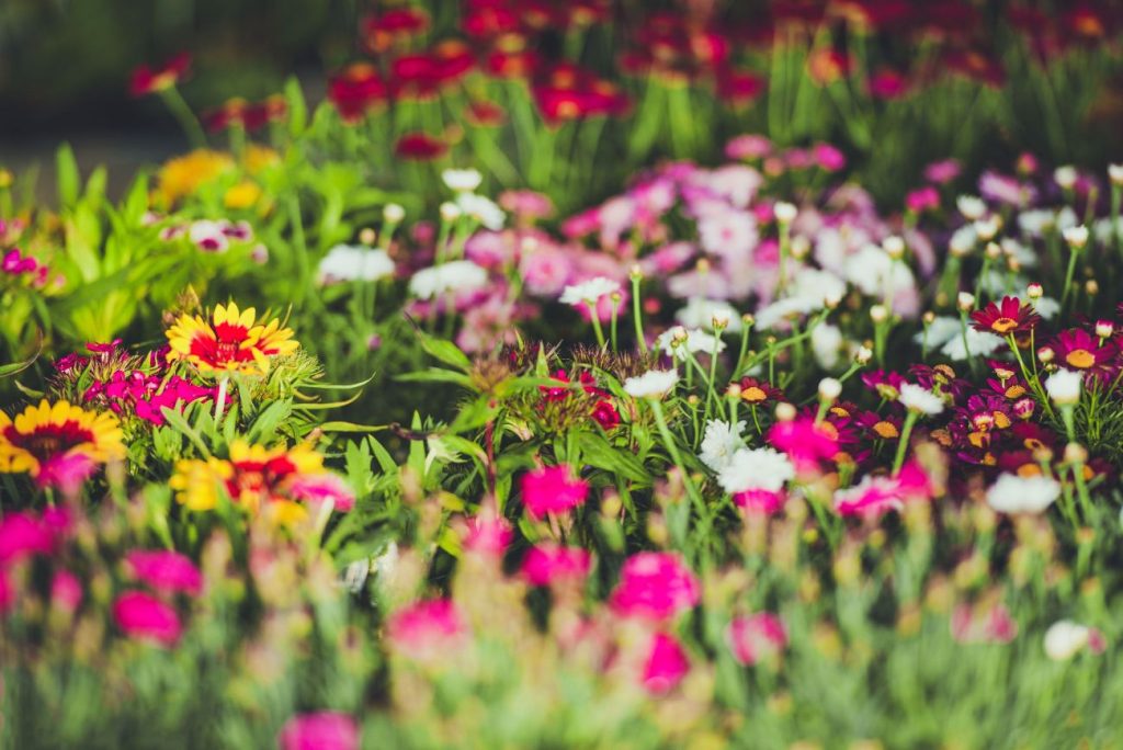 Gardens with colored flowers in Mougins