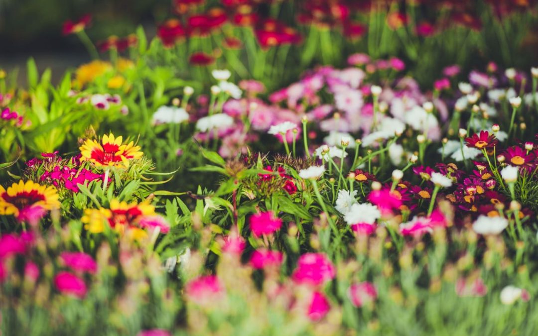 Gardens with colored flowers in Mougins