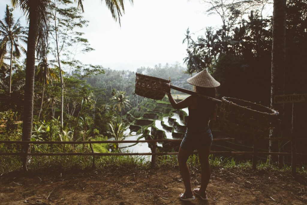 Récolte du riz au Vietnam